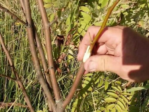 Рябина когда желтеет. Почему желтеют листья у черноплодной рябины? 01 Рябина когда желтеет. Почему желтеют листья у черноплодной рябины? 01