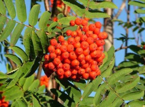 Почему сохнет рябина. Как распознать болезни рябины?