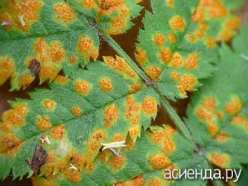 Почему сохнет рябина. Как распознать болезни рябины?