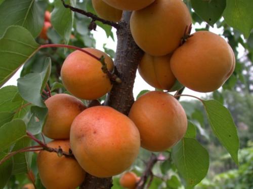 Дает ли поросль абрикос. Выращивание абрикоса: все правила агротехники