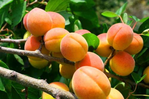 Дает ли поросль абрикос. Выращивание абрикоса: все правила агротехники