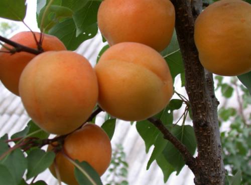 Дает ли поросль абрикос. Выращивание абрикоса: все правила агротехники