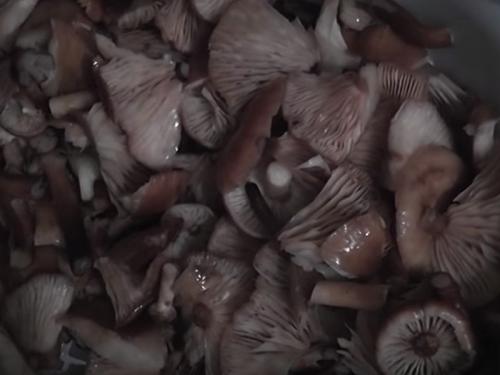 Маринованные опята под пластиковой крышкой. Как мариновать опята на зиму в банках? Простые рецепты в домашних условиях