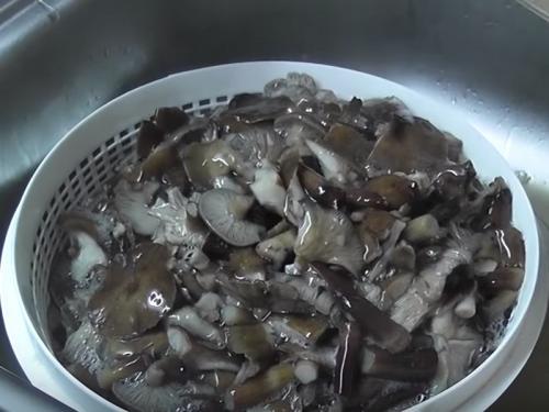 Маринованные опята под пластиковой крышкой. Как мариновать опята на зиму в банках? Простые рецепты в домашних условиях