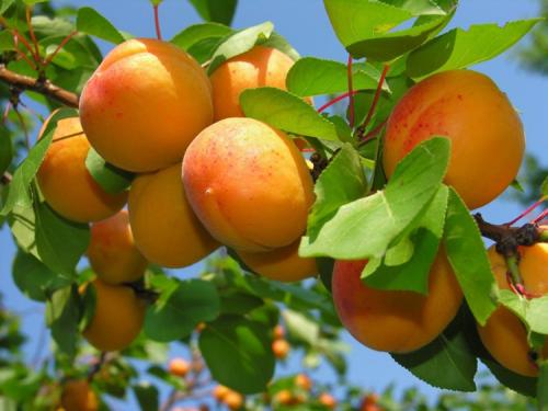 Дает ли поросль абрикос. Выращивание абрикоса: все правила агротехники