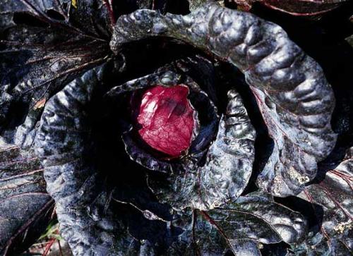 Овощ с плохой репутацией. Продукты с плохой репутацией, которые на самом деле могут стать частью здоровой диеты 04