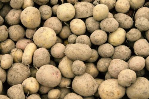 Картофель это овощ или ягода. Описание картофеля