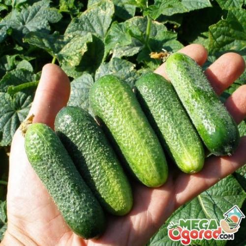 Огурец -- это ягода. Из истории огурцов