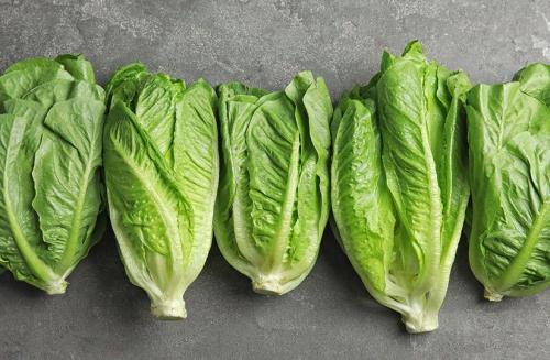 Какие блюда можно приготовить с пала россой и салат цикорным. 12 видов салатных листьев: в какие блюда их добавлять и с какими продуктами сочетать