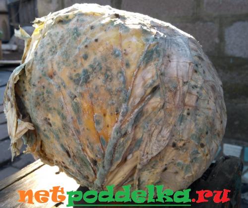 Сколько хранится ранняя капуста + советы. Длительное хранение капусты