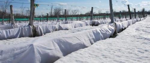 Грядки под черным спанбондом. Какие культуры нужно защищать спанбондом?