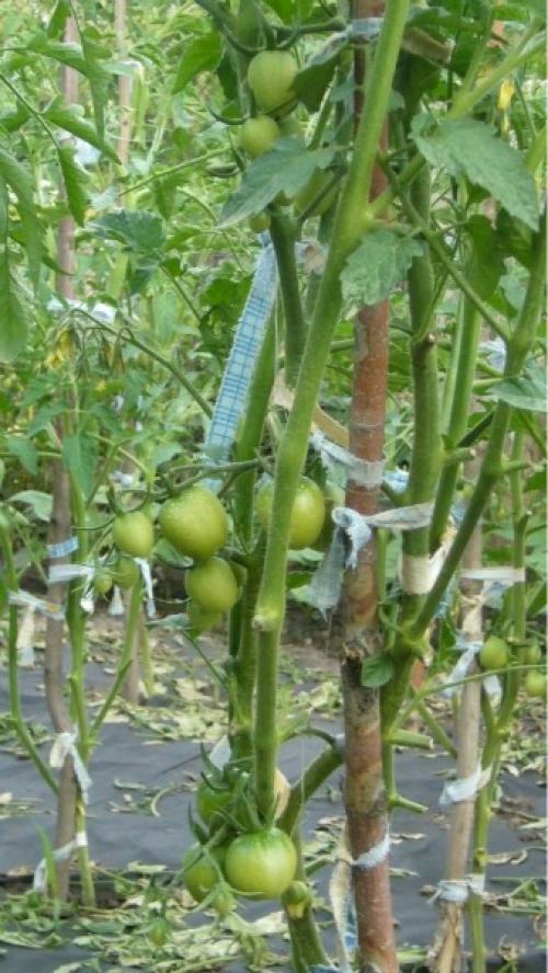 Помидоры на агроволокне. 
