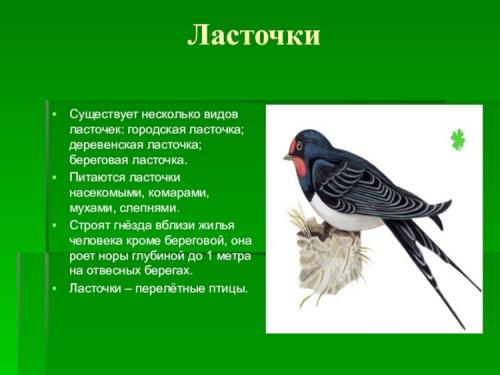 Как поют ласточки пение ласточки. Интересные факты о ласточках