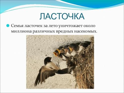 Как поют ласточки пение ласточки. Интересные факты о ласточках