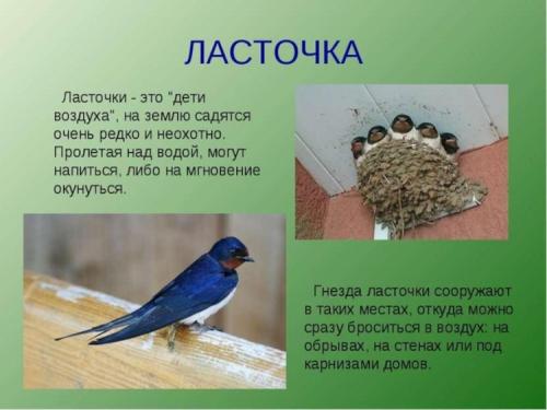 Как поют ласточки пение ласточки. Интересные факты о ласточках