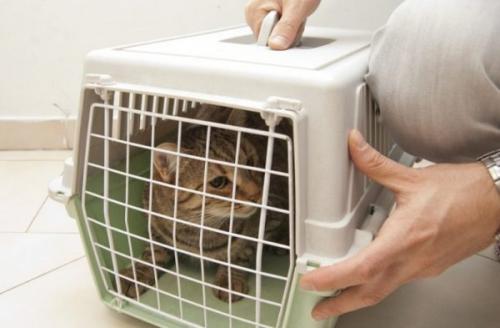 Как подружить взрослого кота и котенка девочку. Как их подружить