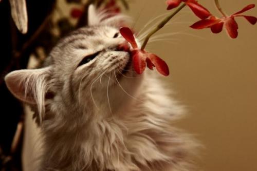 Как подружить взрослого кота и котенка девочку. Как их подружить