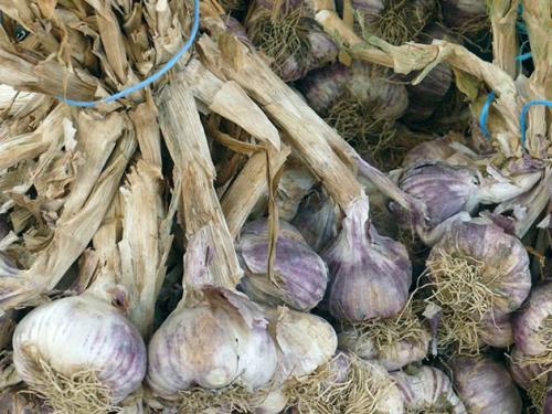 Как обеспечить оптимальный температурный режим при выращивании чеснока на открытом воздухе. Посадка чеснока в открытый грунт