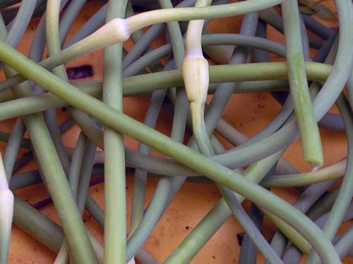 Как обеспечить оптимальный температурный режим при выращивании чеснока на открытом воздухе. Посадка чеснока в открытый грунт