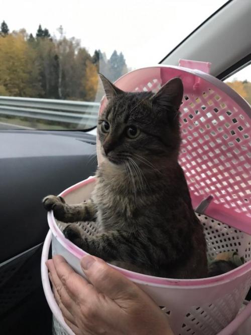 Как снять стресс у кошки после переезда. Как сделать путешествие комфортным для кошки? Метод зоопсихолога.