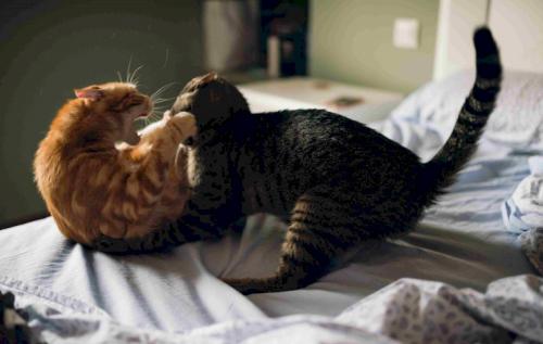 Кот стал странно себя вести пугается всего. Чего боятся кошки 10