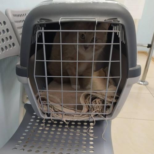 Как снять стресс у кошки после переезда. Как сделать путешествие комфортным для кошки? Метод зоопсихолога.