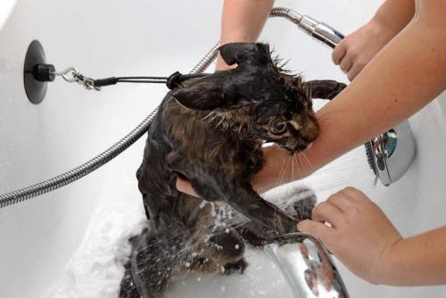 Кот чего то испугался в доме. Почему кошка стала всего бояться?