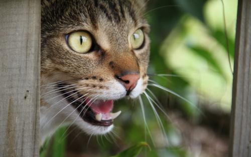 Кот чего то испугался в доме. Почему кошка стала всего бояться?