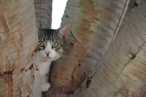 Почему кошка стала всего бояться. Почему животное стало внезапно всего бояться 01 Почему кошка стала всего бояться. Почему животное стало внезапно всего бояться 01