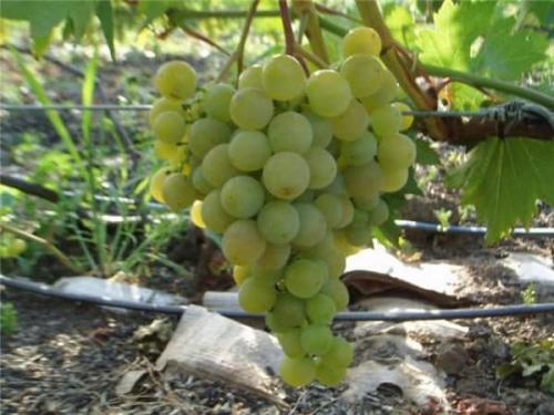 Технические сорта винограда для Средней полосы. Винные технические сорта винограда для выращивания в Средней полосе России