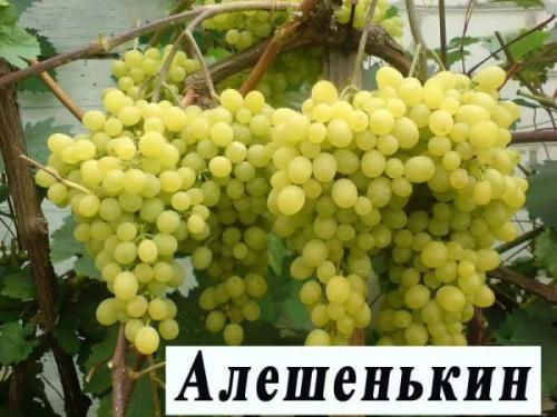 Технические сорта винограда для Средней полосы. Винные технические сорта винограда для выращивания в Средней полосе России