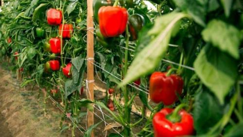 Как узнать, что мелкий салатный перец готов к сбору. Когда снимать перцы в теплице: определяем степень зрелости урожая и собираем его правильно и вовремя