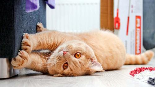Почему кошки так странно себя ведут. Почему кошки так себя ведут: шесть объяснений странных и характерных привычек