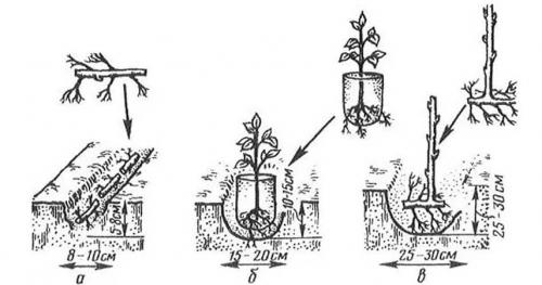 Какие факторы влияют на успех выращивания малины весной. Особенности посадки малины весной: сроки, правила