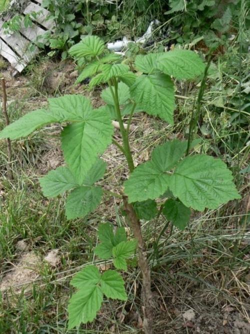 Какие методы ухода за малиной могут увеличить урожайность. Формирование малины