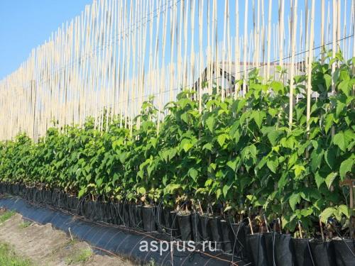 Какие сорта малины дают наибольший урожай 06 Какие сорта малины дают наибольший урожай 06