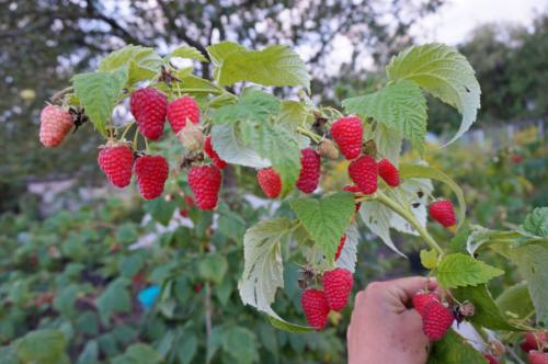 Малина: секреты получения богатых урожаев 01