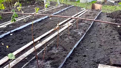 Малина: секреты получения богатых урожаев 08