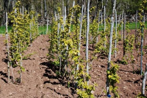 Как правильно выбрать место для посадки малины. Подготовка малинника к посадке кустов