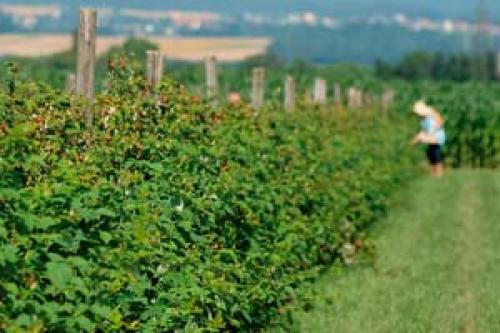 Какие факторы влияют на успех выращивания малины весной. Особенности посадки малины весной: сроки, правила