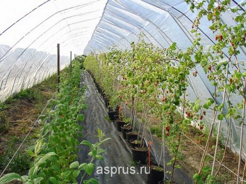 Какие сорта малины дают наибольший урожай 07 Какие сорта малины дают наибольший урожай 07