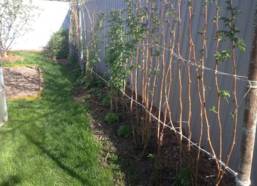 Малина: секреты получения богатых урожаев 03