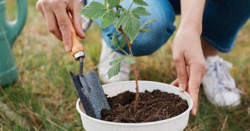 Как выбрать подходящий грунт для малины. Выбор места на участке