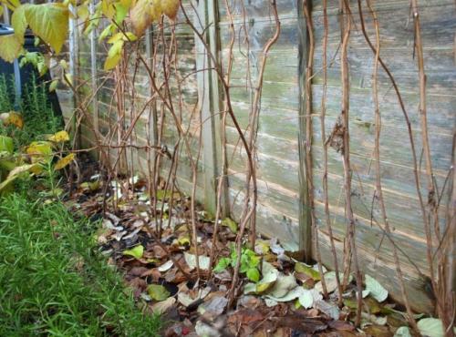 Как регулировать рост малины весной 2024 года. Обрезка сортов малины одноразового плодоношения