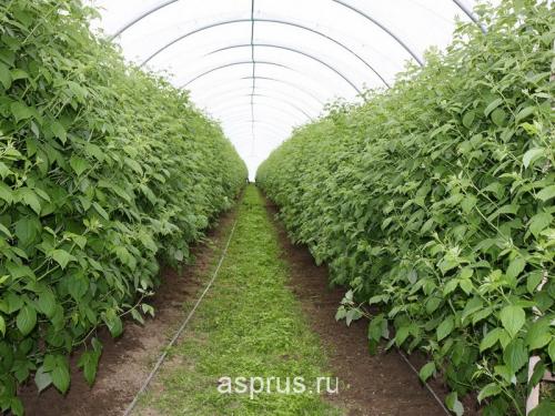 Какие сорта малины дают наибольший урожай 02 Какие сорта малины дают наибольший урожай 02