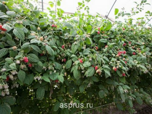 Какие сорта малины дают наибольший урожай 03 Какие сорта малины дают наибольший урожай 03