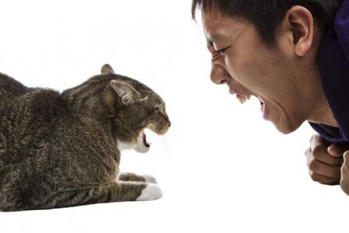 10 причин странного поведения кошки. Возможные причины
