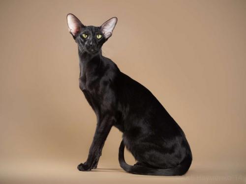 Ласковая кошка. 30 самых милых и ласковых пород кошек