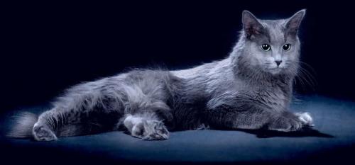 Ласковая кошка. 30 самых милых и ласковых пород кошек