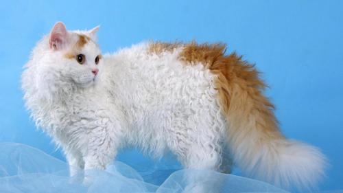 Ласковая кошка. 30 самых милых и ласковых пород кошек